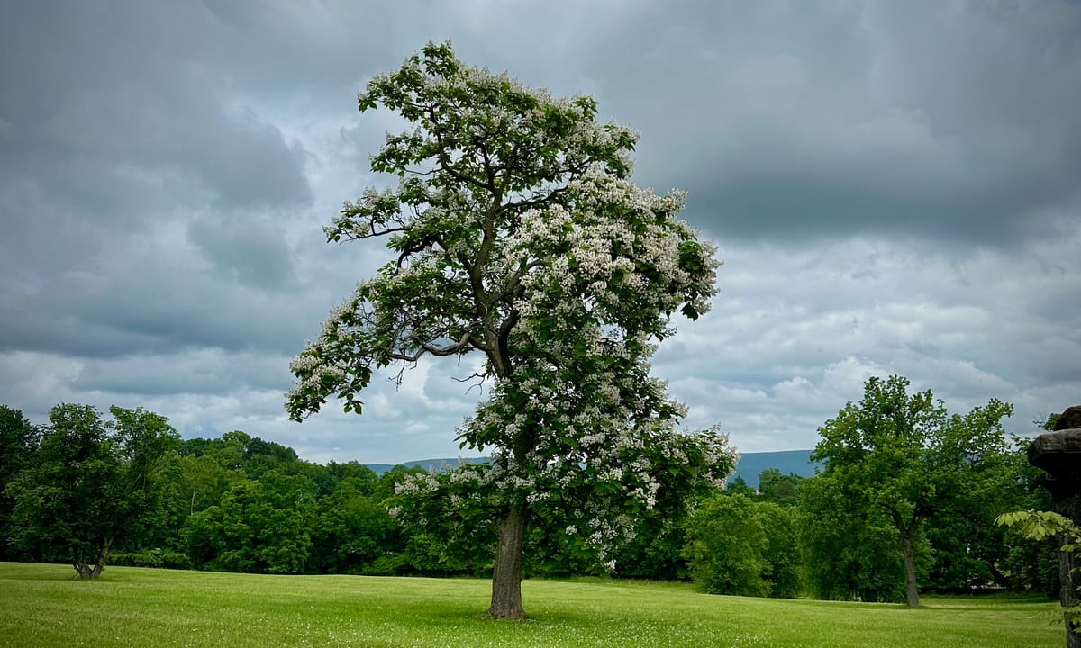 tree-drunk