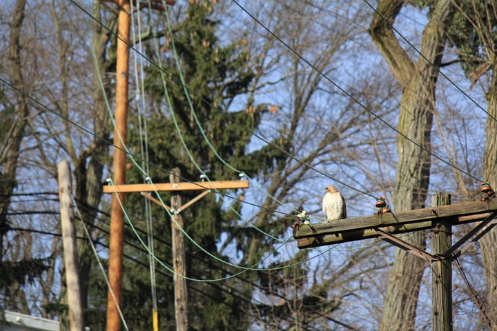 outdoor animal ~ 1